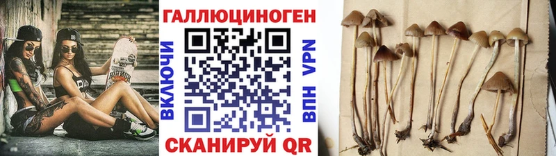 цена Лесной Галлюциногенные грибы мицелий